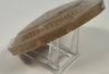 yue carved box cover northern song